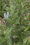 Louisiana bluestar